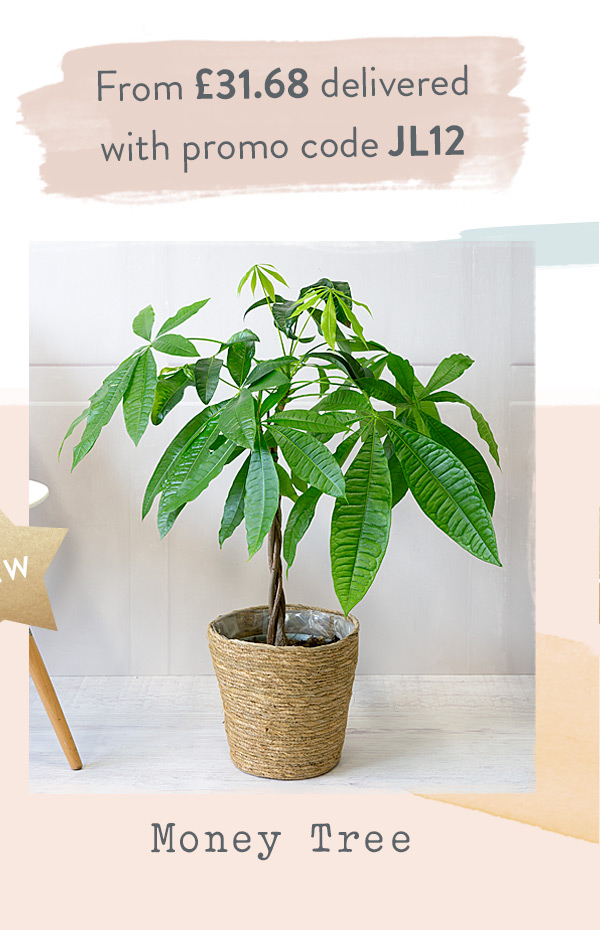 Money Tree - Only &pound;33.44 delivered