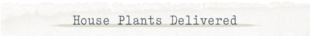 House Plants Delivered