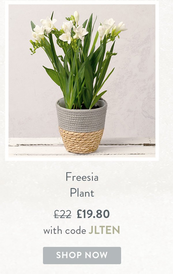 Freesia Plant - Only &pound;19.80