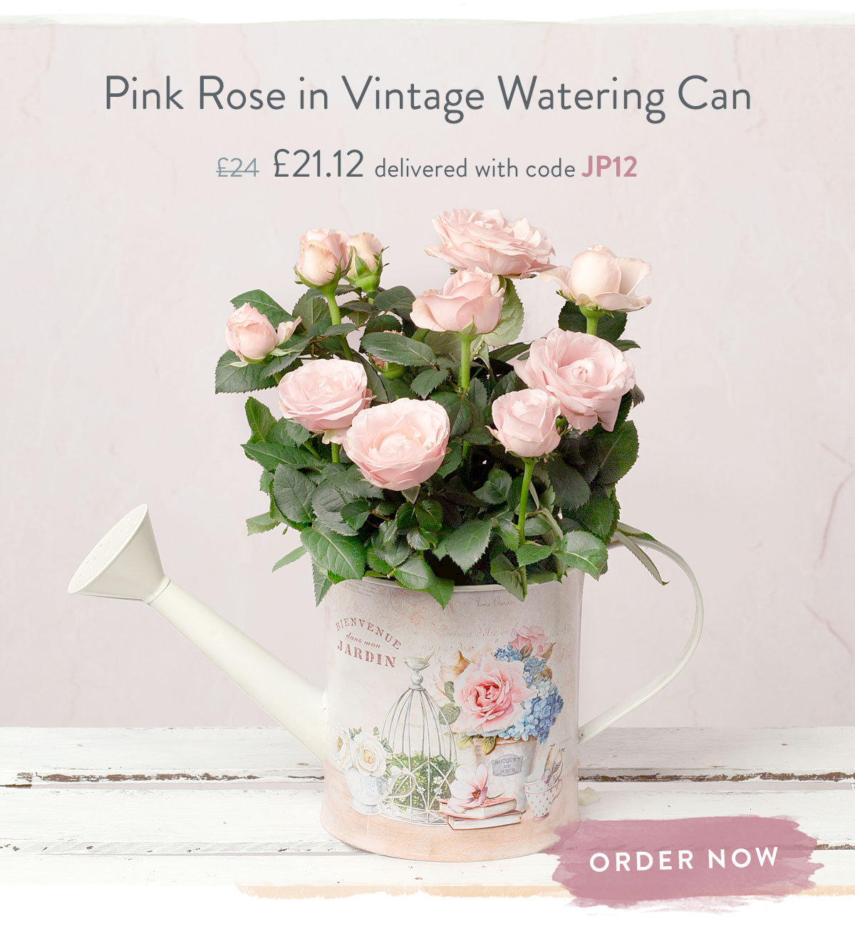 Pink Rose in Vintage Watering Can - Only &pound;21.12 delivered with code