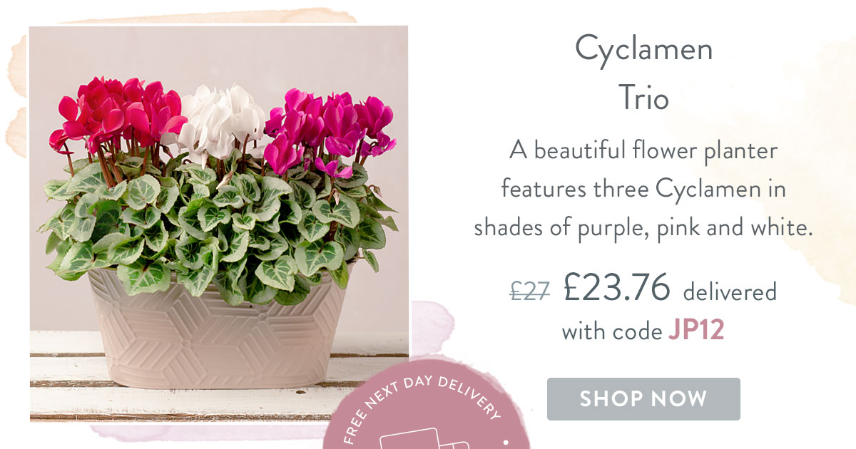 Cyclamen Trio - Only &pound;23.76 delivered with code