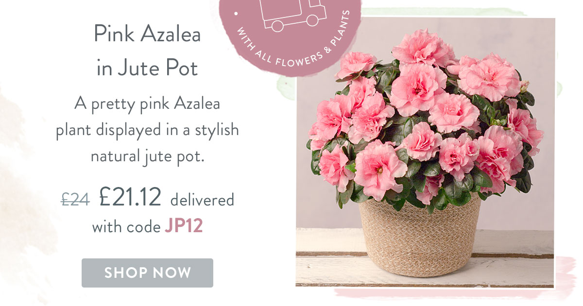 Pink Azalea in Jute Pot - Only &pound;21.12 delivered with code