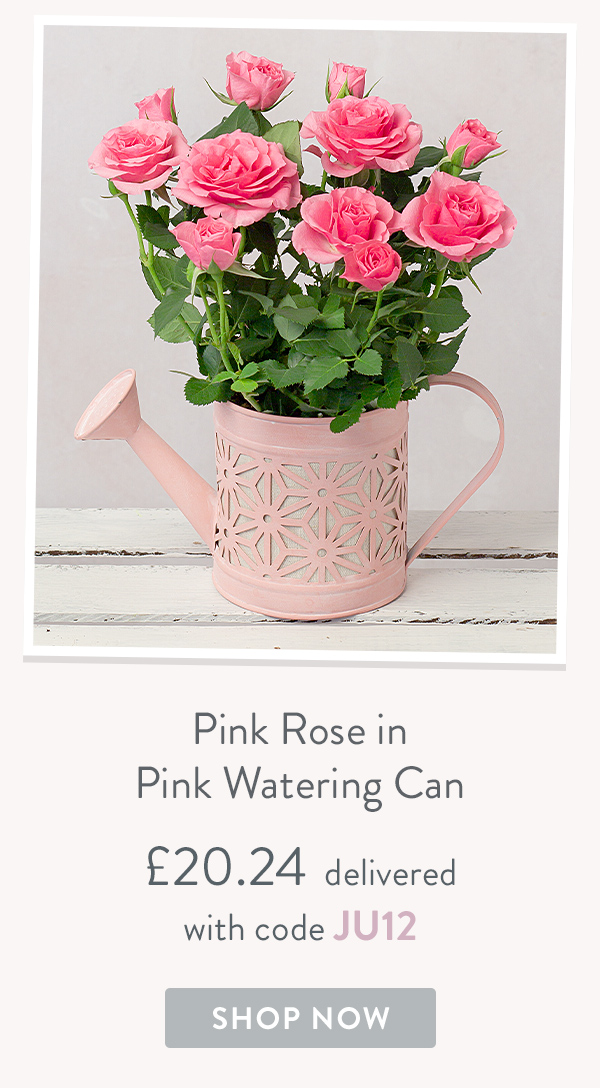 Pink Rose in Pink Watering Can - only &pound;20.24