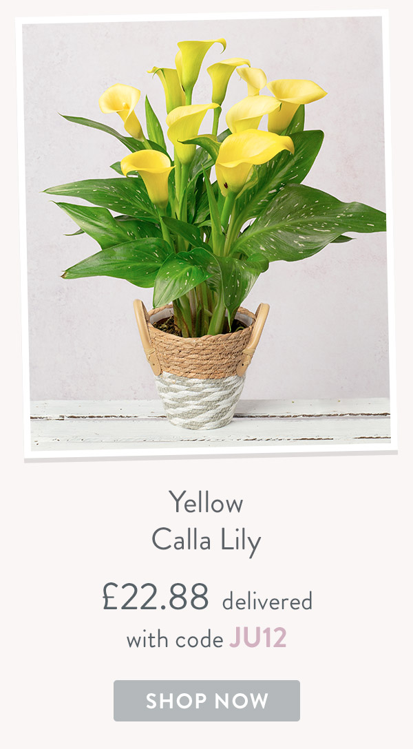 Yellow Calla Lily - only &pound;22.88