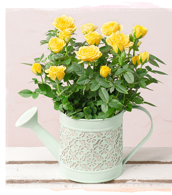 Yellow Rose in Watering Can - Only &pound;20.70 delivered