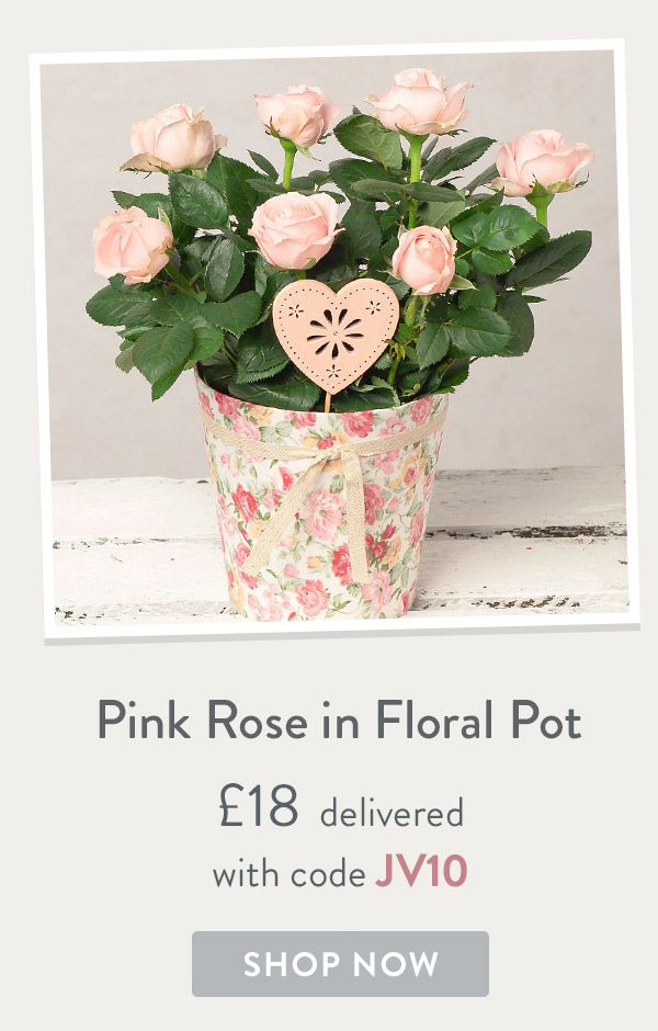 Pink Rose in Floral Pot - only &pound;18 delivered