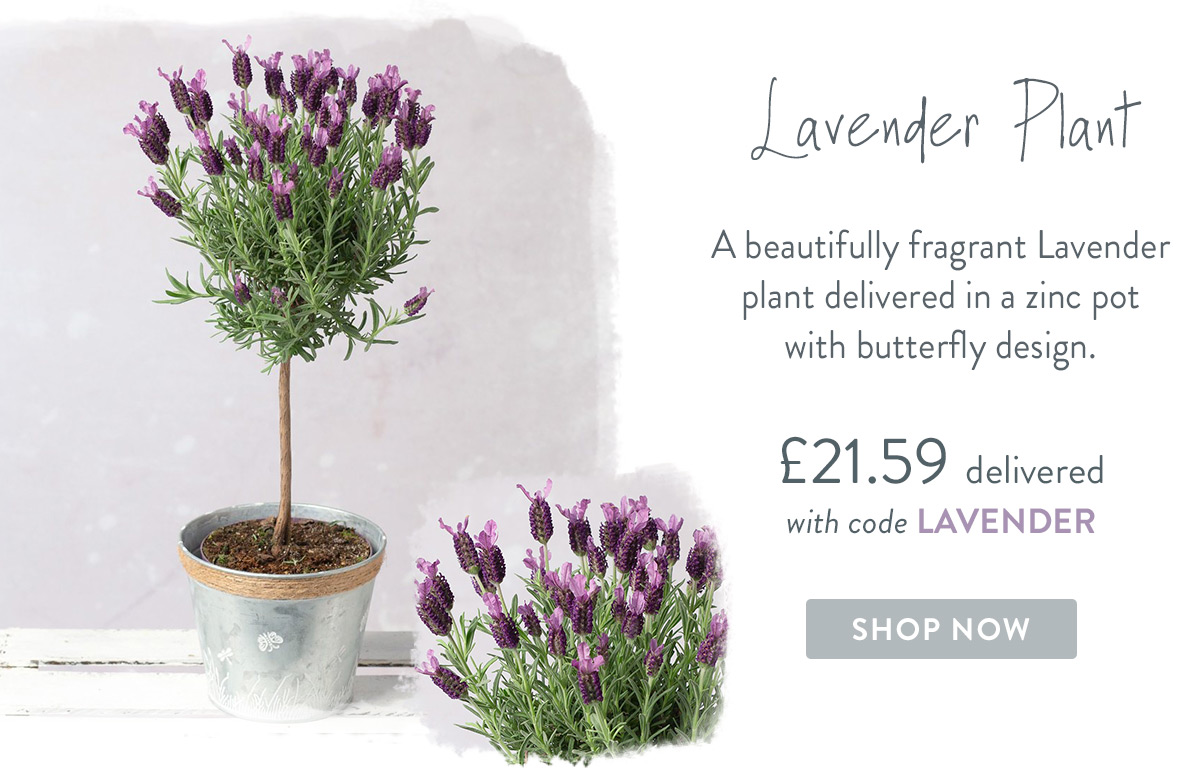 Lavender Plant - only &pound;21.59