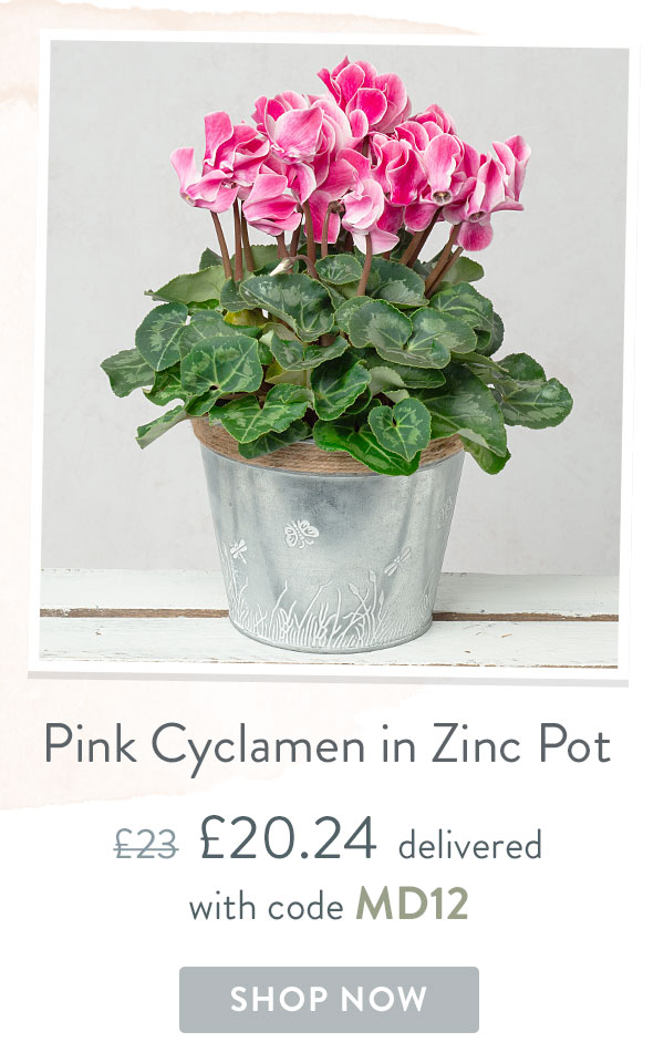 Pink Cyclamen in Zinc Pot - Only &pound;20.24 delivered with code