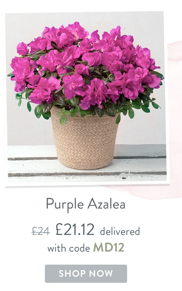 Purple Azalea - Only &pound;21.12 delivered with code