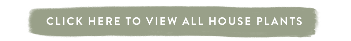 Click here to view all House Plants