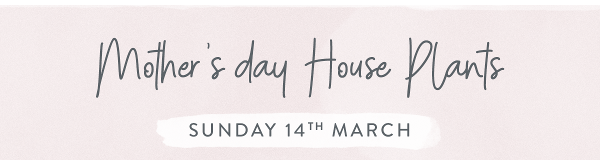 Mother's Day House Plants - Sunday 14th March