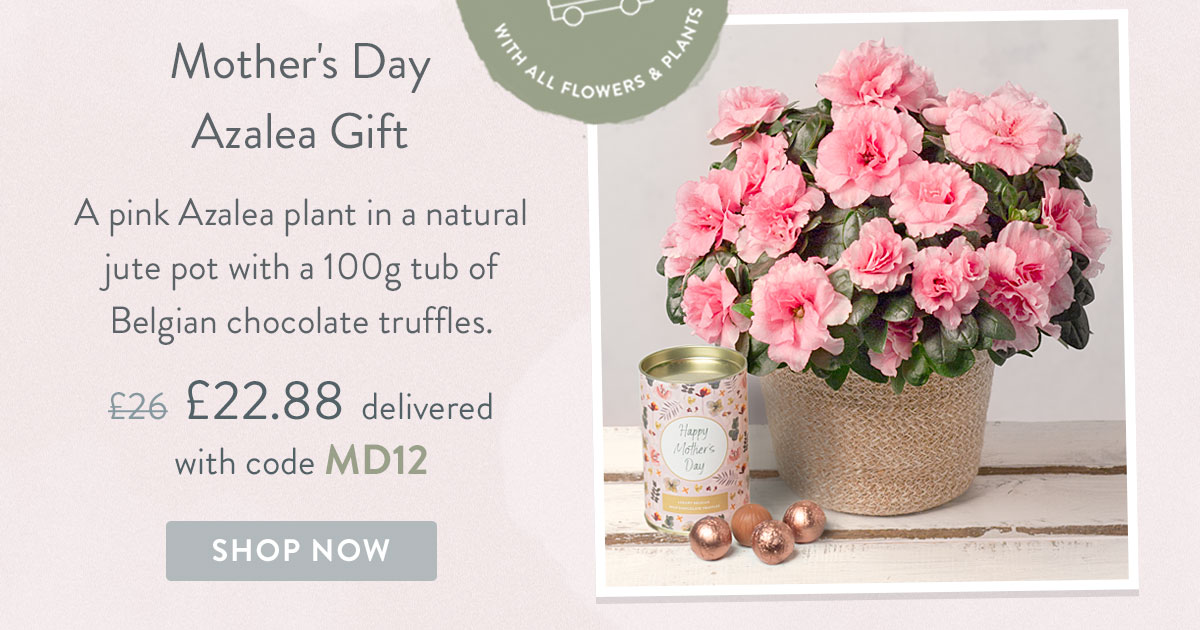 Mother's Day Azalea Gift - only &pound;22.88 with promo code