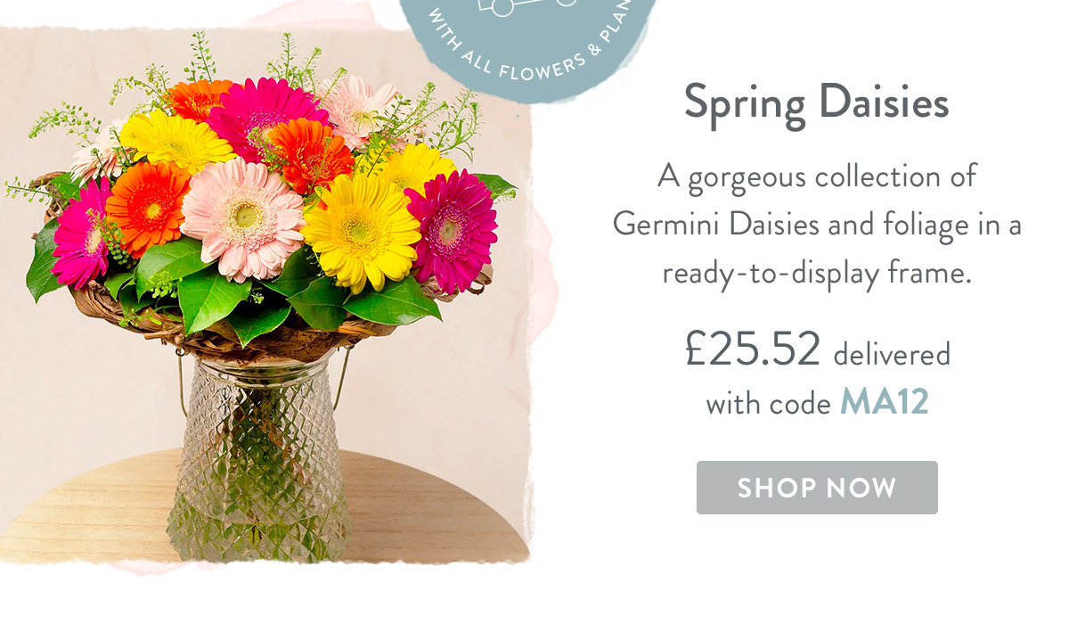 Spring Daisies - only &pound;25.52 delivered