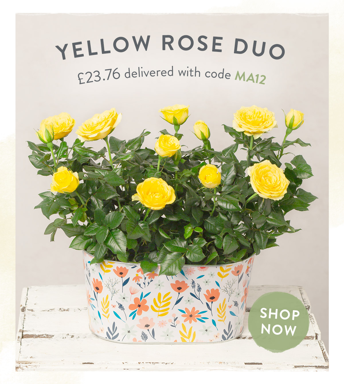 Yellow Rose Duo - only &pound;23.76 delivered