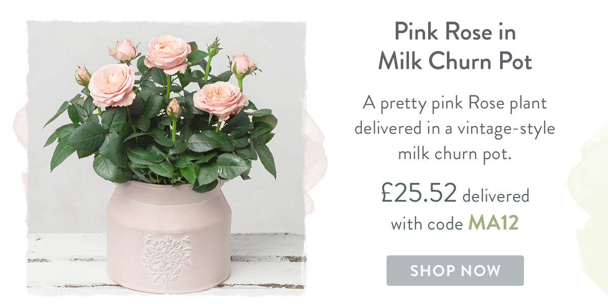 Pink Rose in Milk Churn Pot - only &pound;25.52 delivered