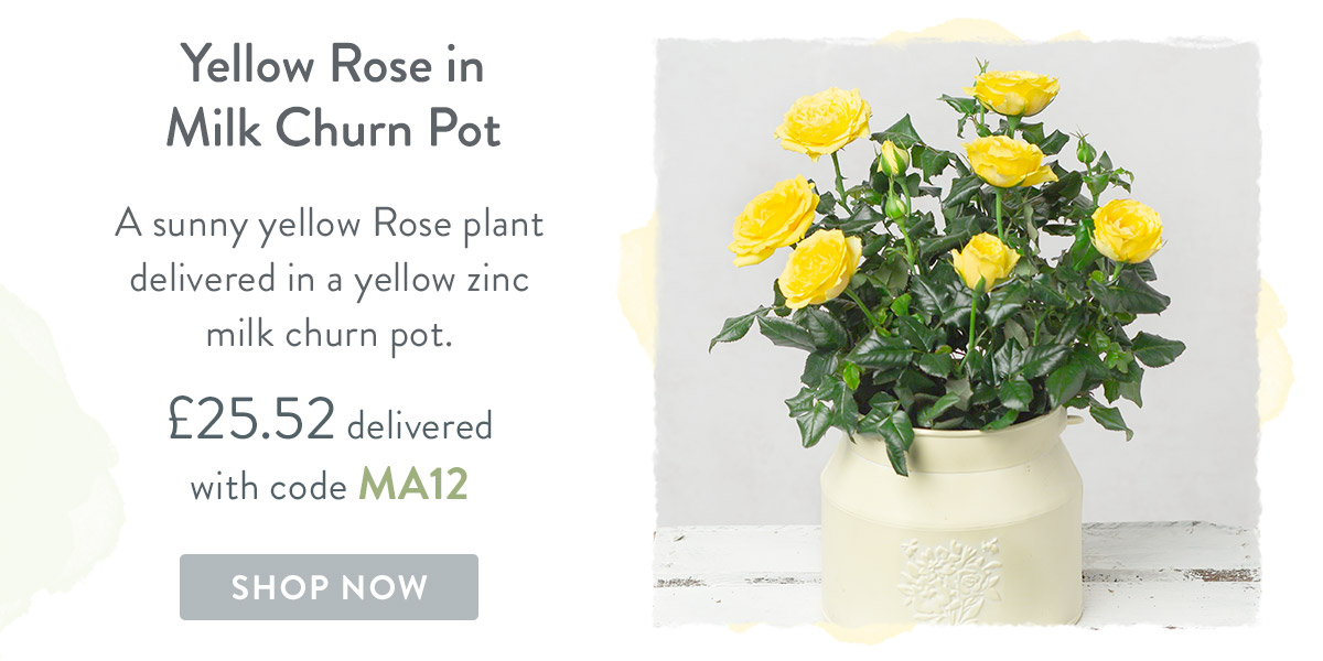 `Yellow Rose in Milk Churn Pot - only &pound;25.52 delivered