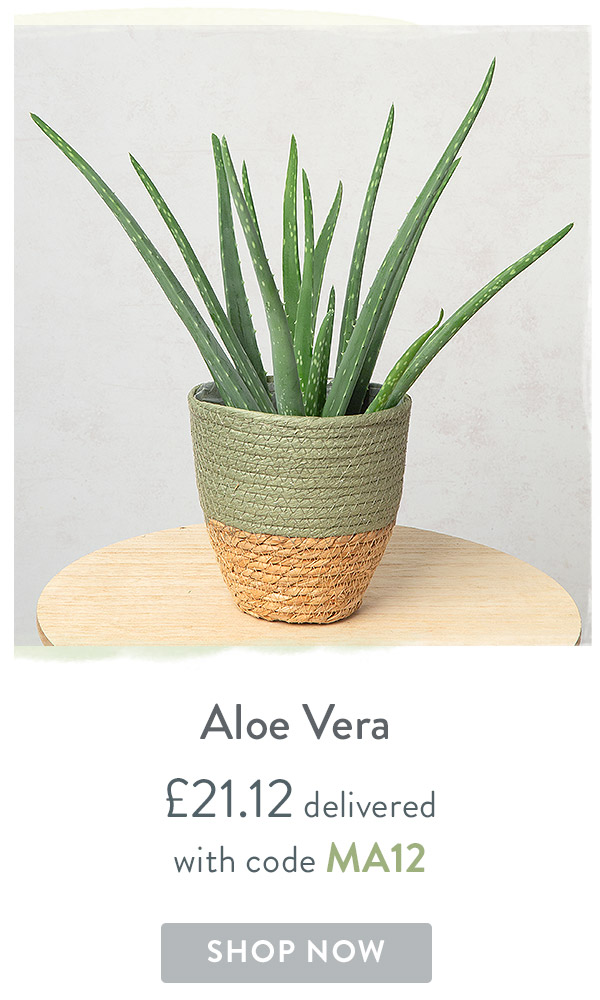 Aloe Vera - Only &pound;21.12 delivered