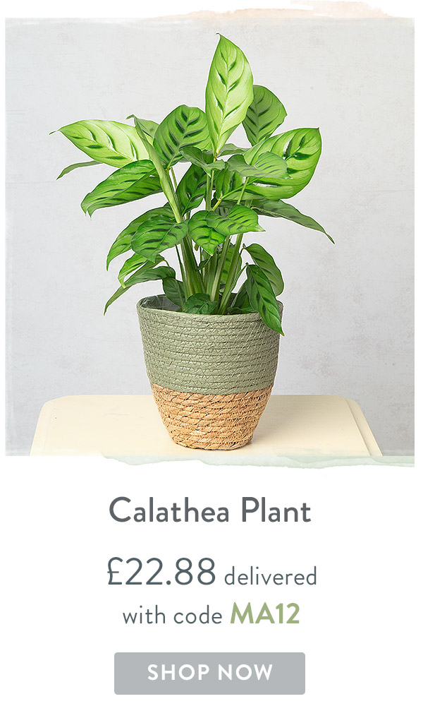 Calathea Plant - Only &pound;22.88 delivered
