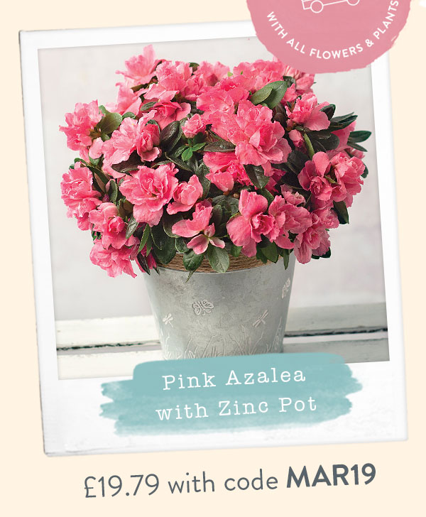 Pink Azalea with Zinc Pot - Only &pound;19.79