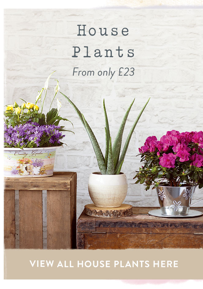 House Plants from only &pound;16