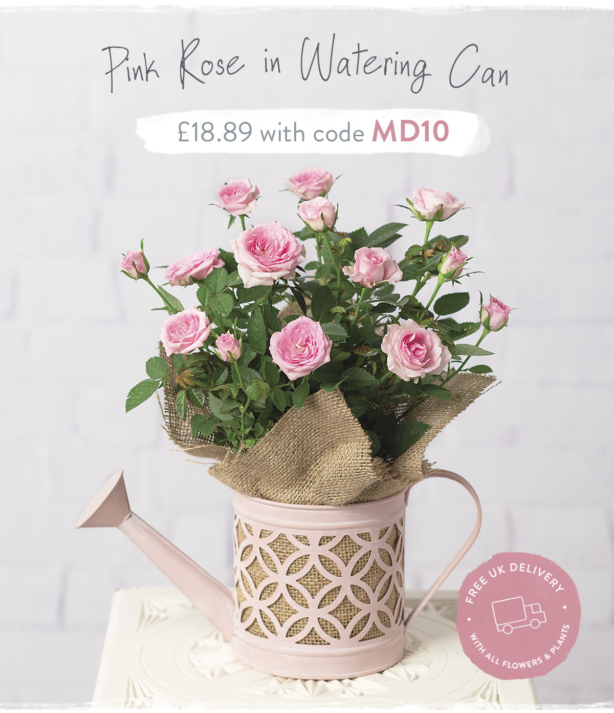 Pink Rose in Watercing Can - Only &pound;18.89