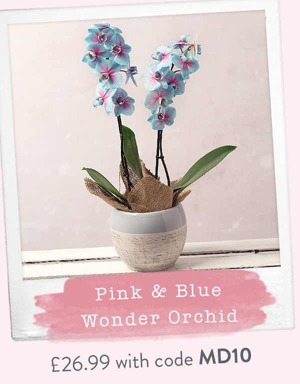 Pink & Blue Wonder Orchid - Only &pound;26.99