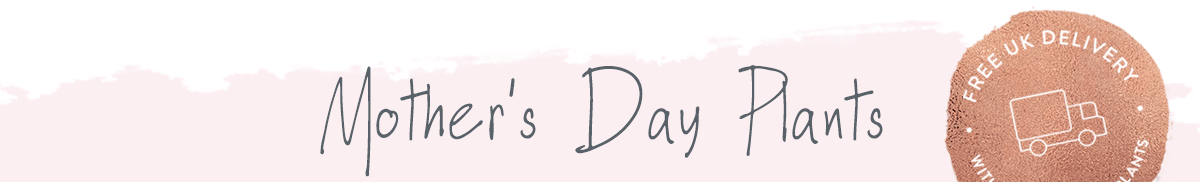 Click here to view all Mother's Day Plants