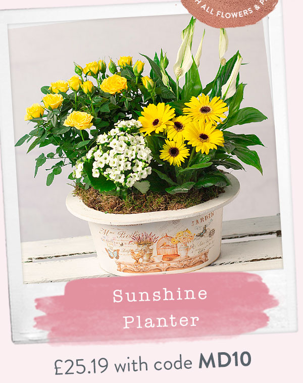 Sunshine Planter - Only &pound;25.19