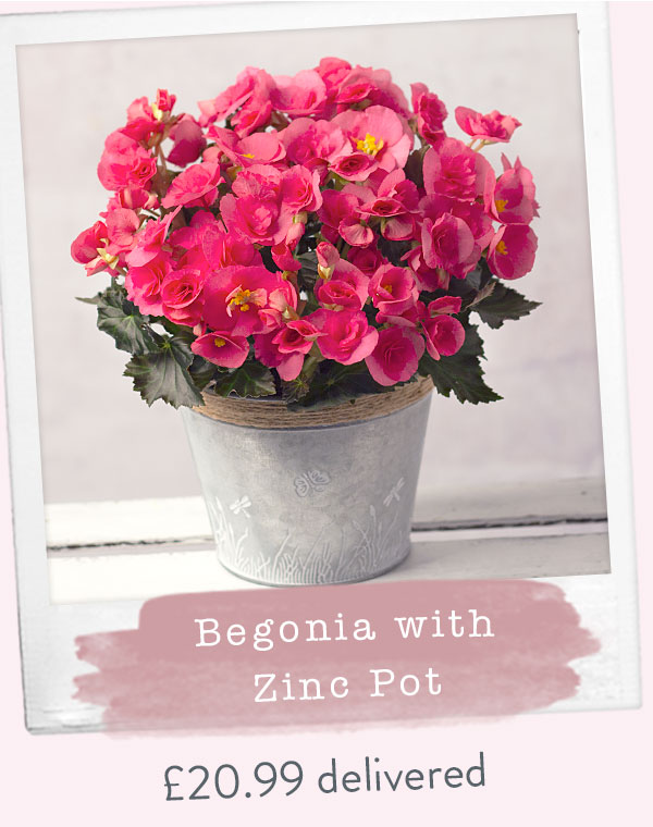 Begonia with Zinc Pot - Only &pound;20.99