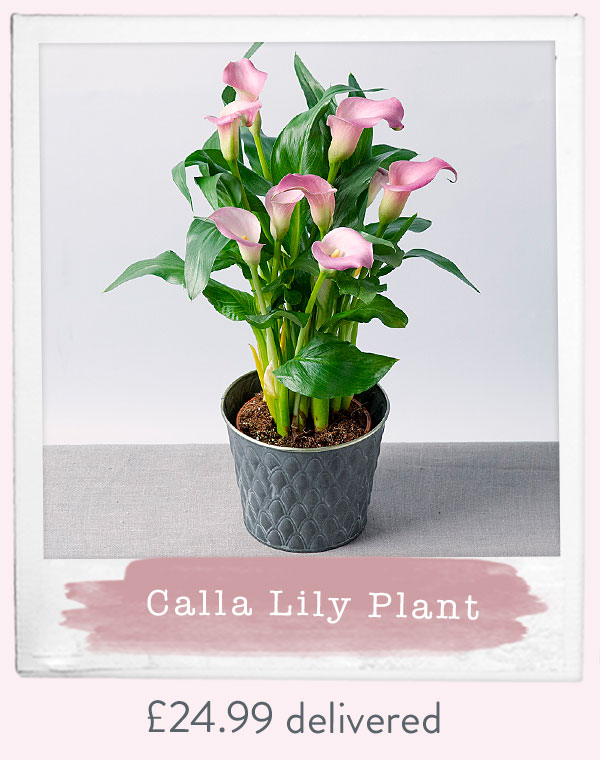 Calla Lily Plant - Only &pound;24.99