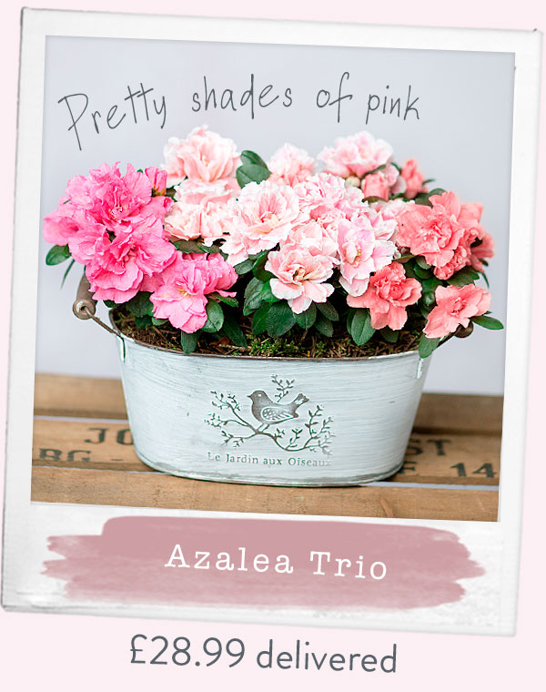 Azalea Trio - Only &pound;28.99