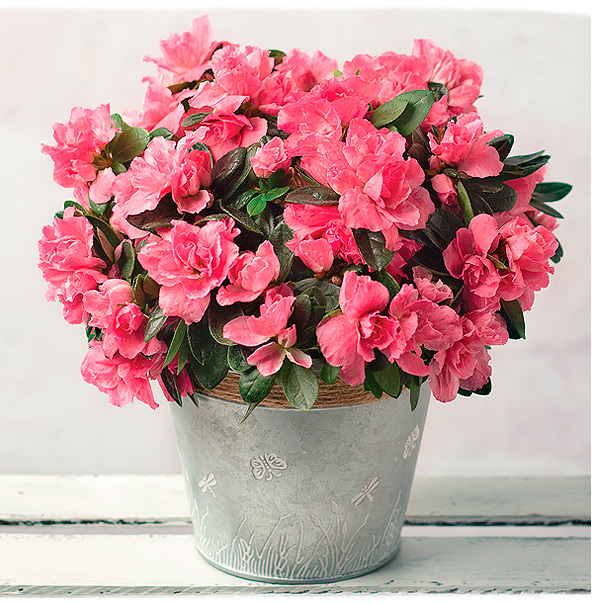 Pink Azalea with Zinc Pot - Only &pound;21.99
