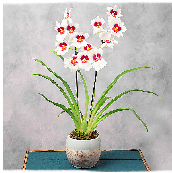 Miltonia Orchid in Ceramic Pot - Only &pound;24.99