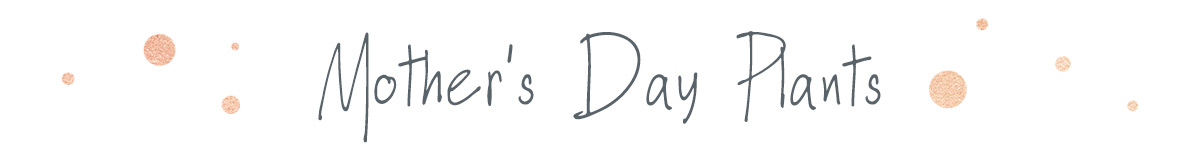 Click here to view all Mother's Day Plants