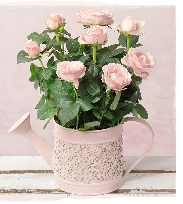 Pink Rose in Watering Can- Only &pound;23 delivered