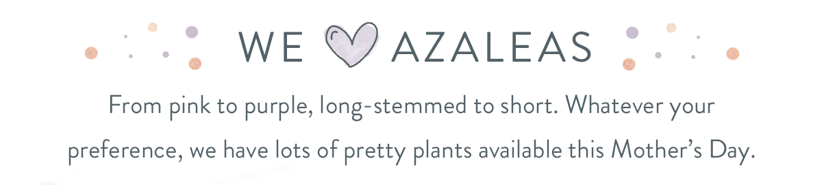 We love Azaleas