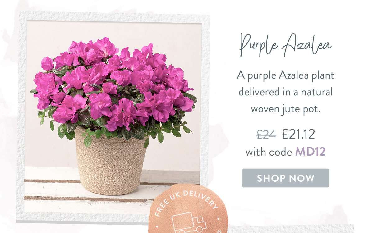 Purple Azalea - Only &pound;21.12 with code MD12