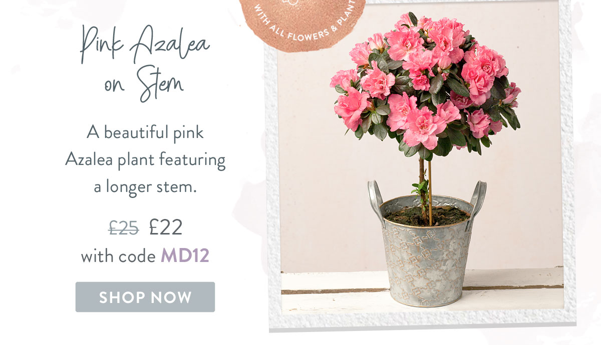 Pink Azalea on Stem - Only &pound;22 with code MD12