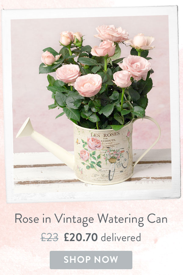 Pink Rose in Vintage Watering Can - Only &pound;20.70 delivered