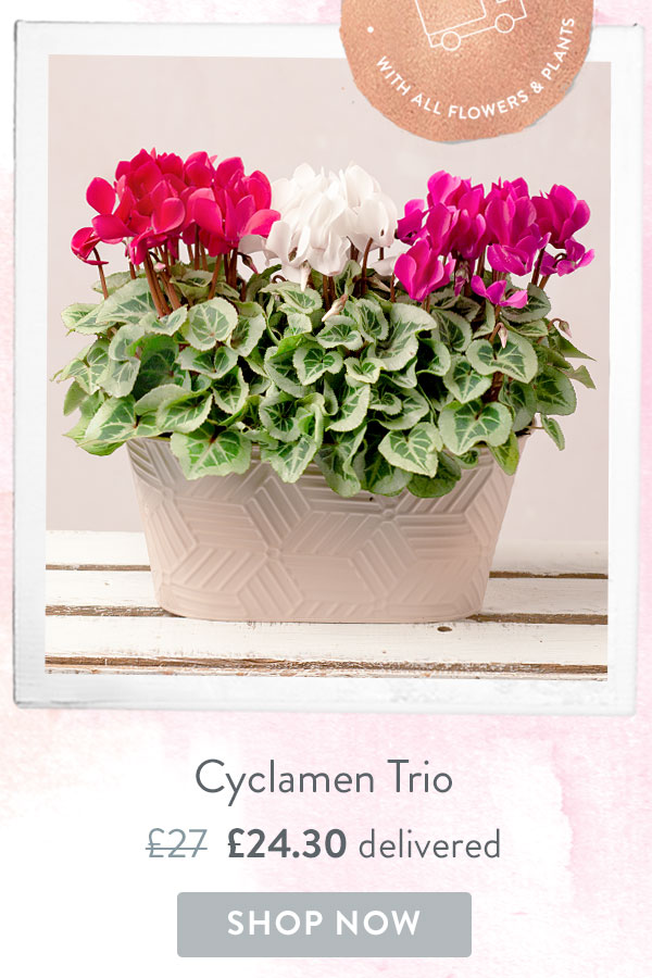 Cyclamen Trio - Only &pound;24.30 delivered
