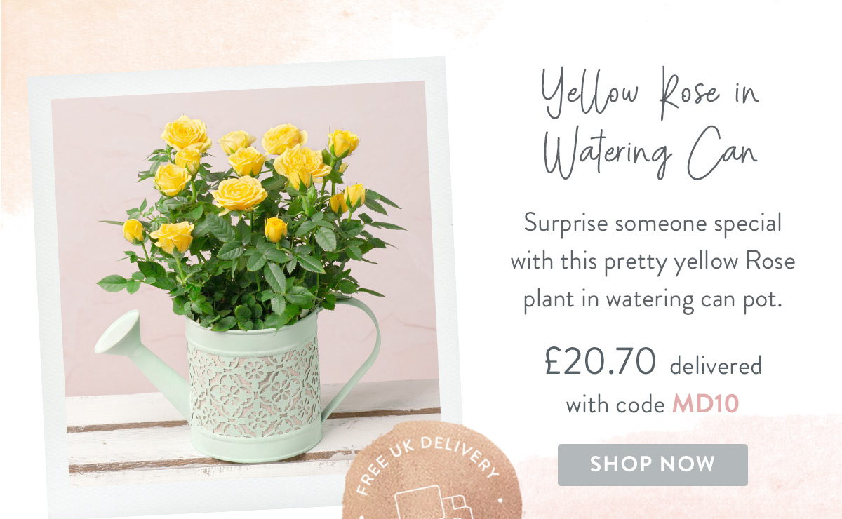 Yellow Rose in Watering Can - only &pound;20.70