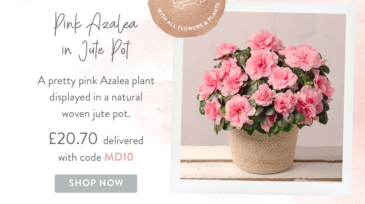 Pink Azalea in Jute Basket - only &pound;20.70