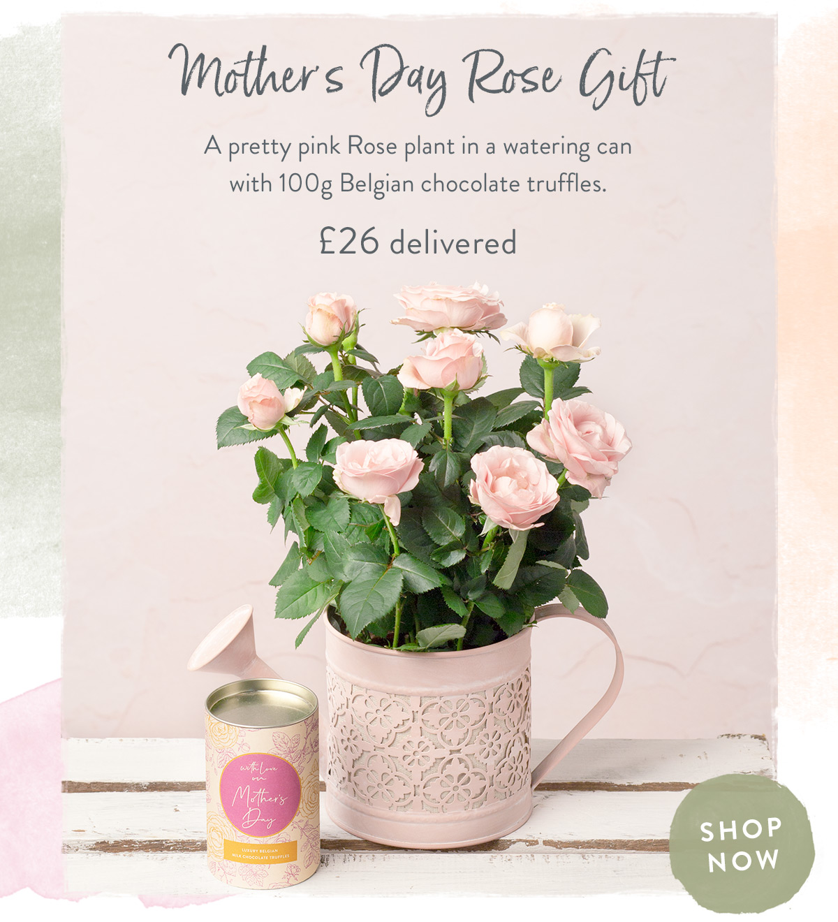 Mother's Day Rose Gift - &pound;26 delivered