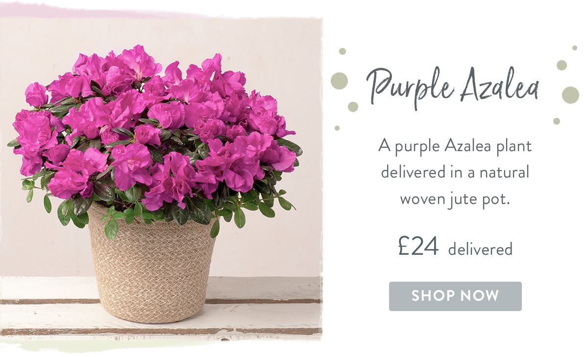 Purple Azalea - &pound;24 delivered