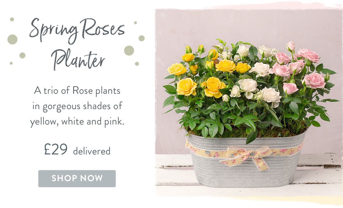 Spring Roses Planter - &pound;29 delivered