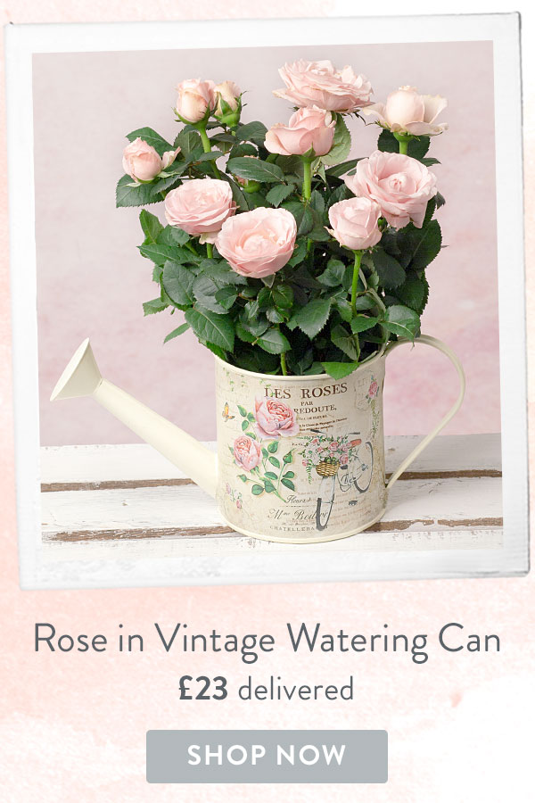 Pink Rose in Vintage Watering Can - Only &pound;23 delivered