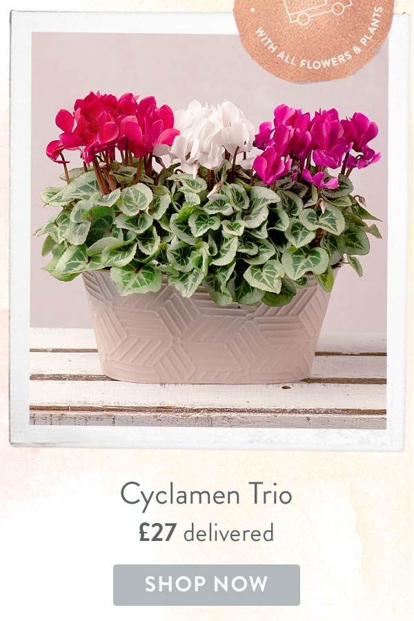 Cyclamen Trio - Only &pound;27 delivered