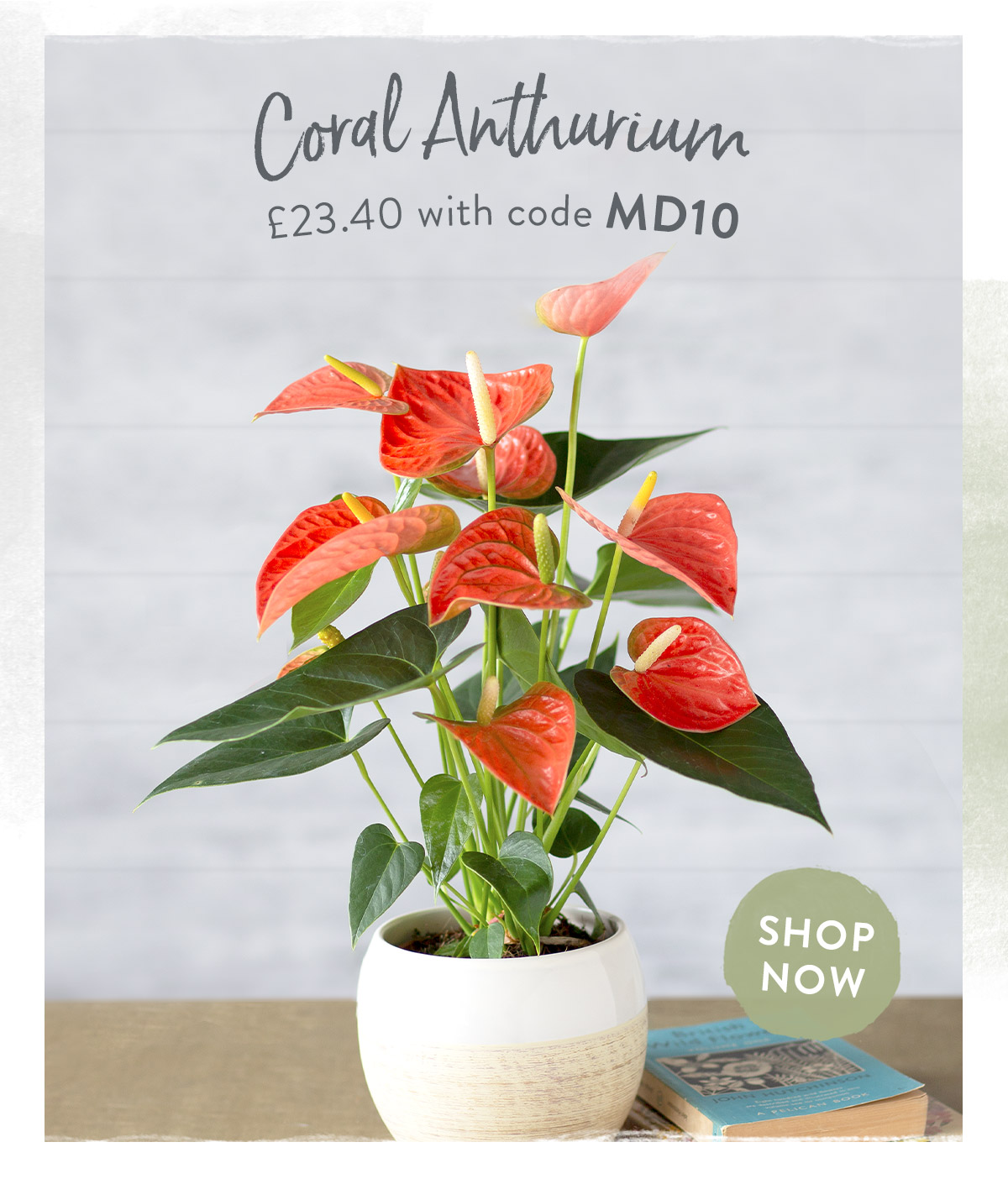 Coral Anthurium - only &pound;23.40