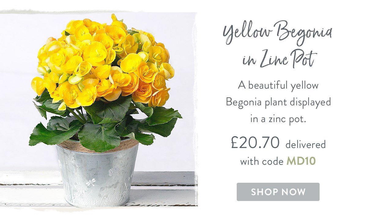 Yellow Begonia in Zinc Pot - only &pound;20.70