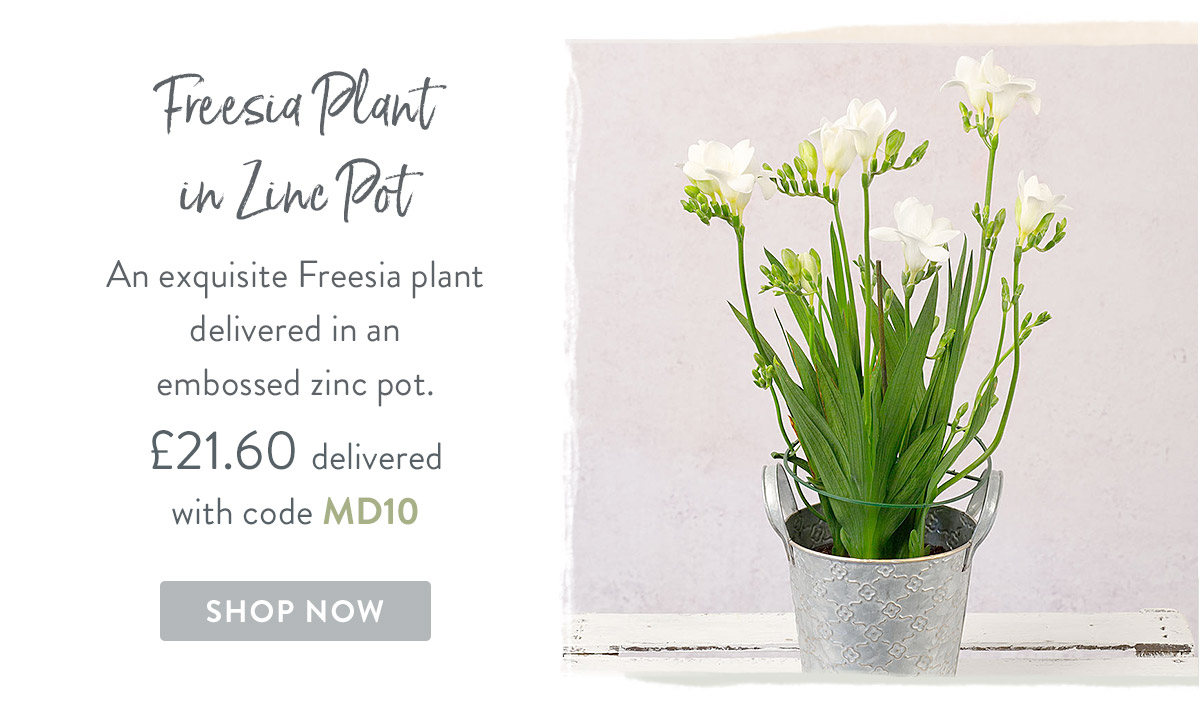 Freesia Plant in Zinc Pot - only &pound;21.60